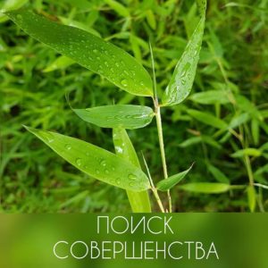 ШД@СвежиеНовости