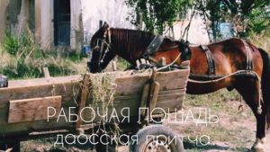 ШД@СвежиеНовости